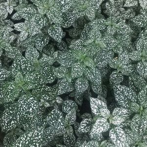 Meet your Posher, Tonya